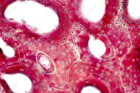 Histology Of Human Compact Bone Tissue Under Microscope View Stock Photo Picture And Royalty Free Image Image 120853947