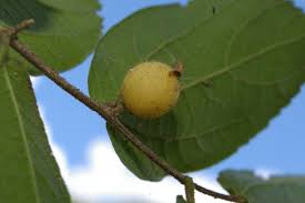 Image result for Grewia pubescens