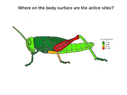 An arthropod is an invertebrate animal having an exoskeleton (external skeleton), a segmented body, and jointed appendages. Phase Change The Defining Feature Of Locust Biology