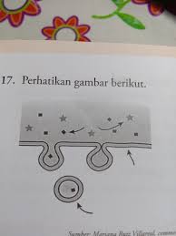 We did not find results for: Organel Sel Semiotonom Yang Memiliki Dna Dan Ribosom Adalah Nasi