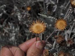 Image result for Cineraria pinnata