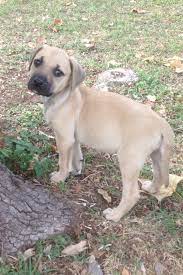 Pin By Rayleen Nelson On Animals Puppies Black Mouth Cur Dog Rescue Puppies