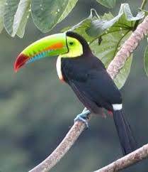 Bird Watching In Belize How Very Cool Belize Travel Animals Are Beautiful People Bird Watching