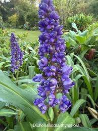 Image result for Vitex thyrsiflora