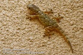 Nu neglijați acest aspect deoarece vița de vie nu merge pe orice teren. Tarente De Mauritanie