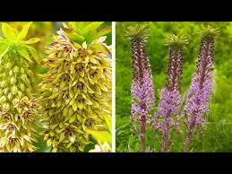 Image result for Eucomis autumnalis
