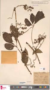 Image result for Cyphostemma ukerewense