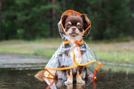 Image result for hurricane pets