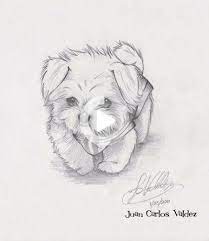 30 Ideas Dogs Drawing Maltese Easy Animal Drawings Dog Drawing Cute Dog Drawing