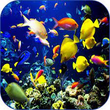 Download videowall apk for android. Sea Life Video Wallpapers 1 1 Download Android Apk Aptoide