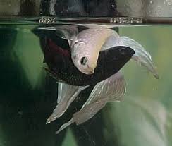 Male Female Betta Embrace Bettabreeding Betta Bettafish Betta Betta Fish Tank Siamese Fighting Fish