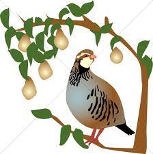 verse 1 on the first day of christmas, my true love sent to me a partridge in a pear tree verse 2 on the second day of christmas, my true love sent to me two turtle doves, and a partridge in a. Partridge In A Pear Tree Clipart Sharefaith Media