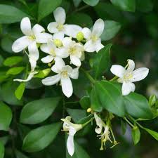 Image result for Maerua paniculata