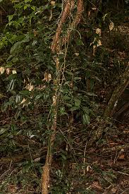 Image result for Behniaceae