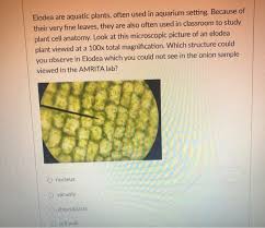 Since then, scientists have been trying to magnify objects. Elodea Are Aquatic Plants Often Used In Aquarium Chegg Com
