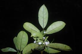 Image result for Craterispermum