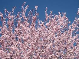 Plums are excellent fresh but also make a wonderful jam or jelly. Purple Leaf Plum Trees Growing Care 6 Common Varieties Garden Design