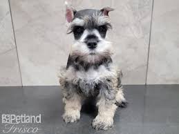 Don't miss what's happening in your neighborhood. Miniature Schnauzer Puppies Petland Frisco Tx