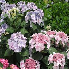 Proven winners colorchoice flowering shrubs 3 years ago. Plant Encyclopedia Phoenix Perennials And Specialty Plants