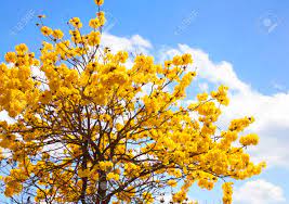We did not find results for: Indian Yellow Flowers Blossom On The Tree Follows The Bengals Look Natural Stock Photo Picture And Royalty Free Image Image 26183543