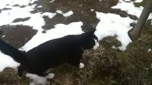 Both cases are easily treatable. Man Who Sprained Ankle And Got Lost In Alps Led Back To Safety By Cat Metro News