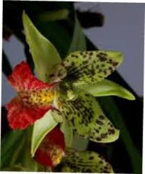 Image result for Bulbophyllum humblotii