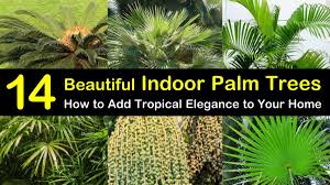We did not find results for: 14 Beautiful Indoor Palm Trees How To Add Tropical Elegance To Your Home