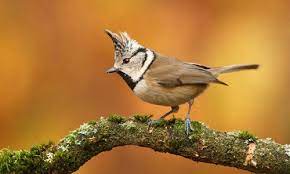 40 Free Spectacular Bird Wallpapers Naldz Graphics Bird Wallpaper Beautiful Bird Wallpaper Animal Photography