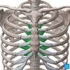 The thoracic cage takes the form of a domed bird cage with the horizontal bars formed by ribs and costal cartilages. Https Encrypted Tbn0 Gstatic Com Images Q Tbn And9gcs0kdqkmsv4i8r3qizlx4se V0lhk4jujfaw9ix2s1alyrqifhd Usqp Cau