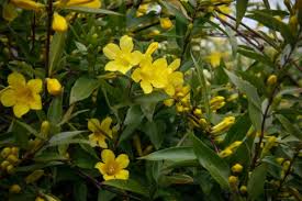 Image result for Gelsemiaceae