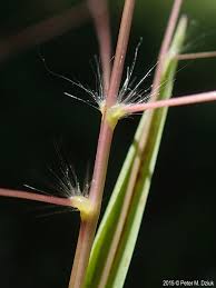 Image result for Digitaria complanata