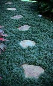 Creeping Plants For Between Stones And Pavers Creeping Plants Dwarf Mondo Grass Shade Grass
