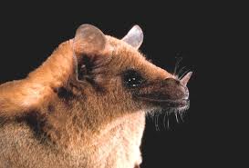 Image result for Cheirostylis lepida