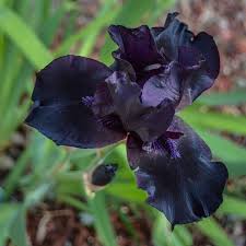 If not, you can try another florist. Top 27 Magical Black Flowers With Pictures You Must See Florgeous