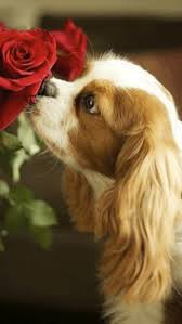 Rose love gif by chippy the dog. Don T Forget To Stop And Smell The Flowers Animals Gif Collection Dogs