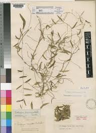 Image result for Ceropegia racemosa