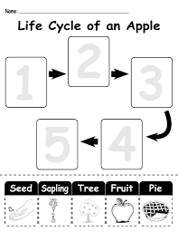 Life Cycle Of An Apple Printable Worksheet Apple Life Cycle Plant Life Cycle Worksheet Life Cycles