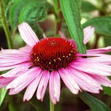 Image result for Echinacea purpurea `Magnus`
