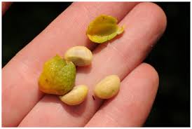 Image result for Pentarhopalopilia