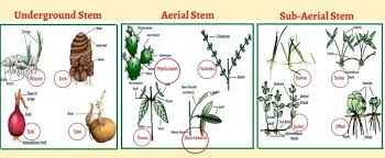 Let's start with a basic question: Explained Plant Stem Parts Of A Stem Types Functions Of Stem