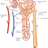 The body of the sternum is where you want to press down during cpr but not the xiphoid process as that. Https Encrypted Tbn0 Gstatic Com Images Q Tbn And9gcsbyco3gfi8prou0ajygx3x2i C3uph9xvj1zbdbxoeye3xyo8n Usqp Cau