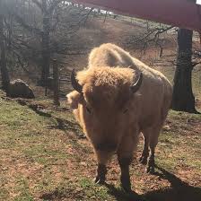 Find the reviews and ratings to know better. Carolina Bison Farm Leicester 2021 All You Need To Know Before You Go With Photos Tripadvisor