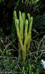 Image result for Huperzia afromontana