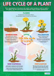 Life Cycle Of A Plant Poster