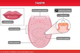 Maybe you would like to learn more about one of these? Human Taste Science Learning Hub