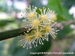 Image result for Suregada procera