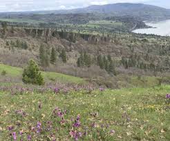 The greater part of the ride is deeply forested on both sides, with catherine creek audible or visible. Columbia River Gorge Hikes Archives Page 3 Of 4 Author Paul Gerald