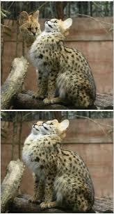 42 Fresh Memes Packed With Funny Funny Gallery Funny Animal Pictures Cute Baby Animals Cute Animals