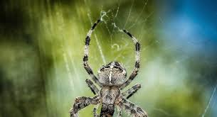 Image result for spinne biss haut reaktion