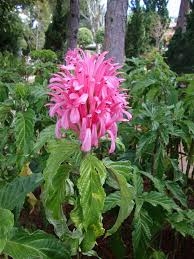 Image result for Justicia australis